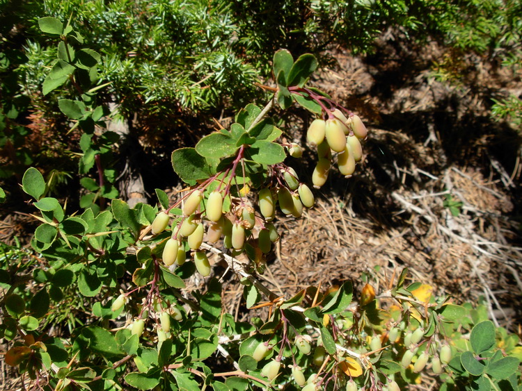 Berberis Aetnensis